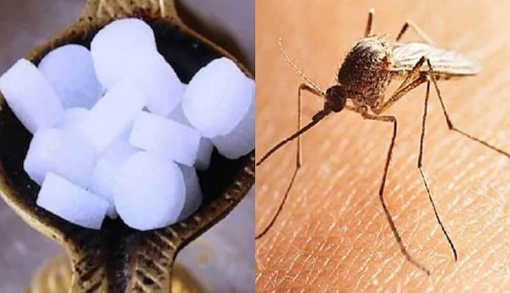 Không chỉ đuổi chuột, gián,... long não còn là